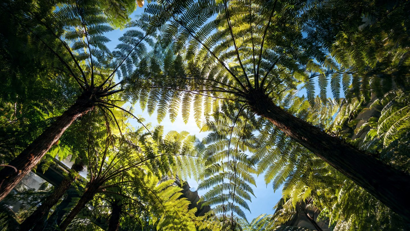 Simple Guide to Growing Tree Ferns for Stunning Home Decoration Ideas