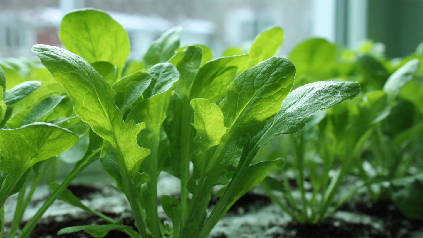 How to Discover the Easy Way to Grow Sorrel Greens Indoors