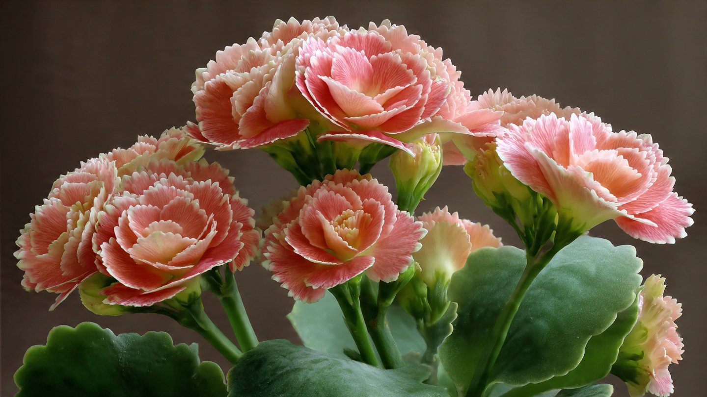 How to Successfully Cultivate Indoor Kalanchoe Double Flower for Stunning Home Decor