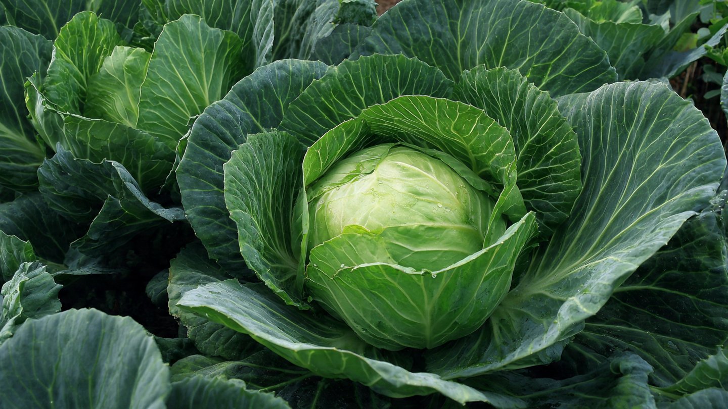 Easy Guide to Successfully Cultivating Cabbage Green Variety for Beginners