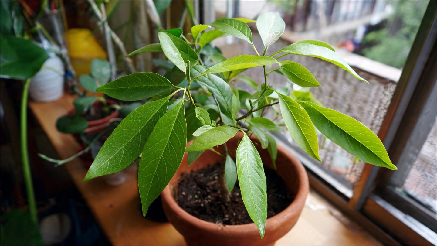 How to Successfully Grow Avocado Trees Indoors in Small Spaces