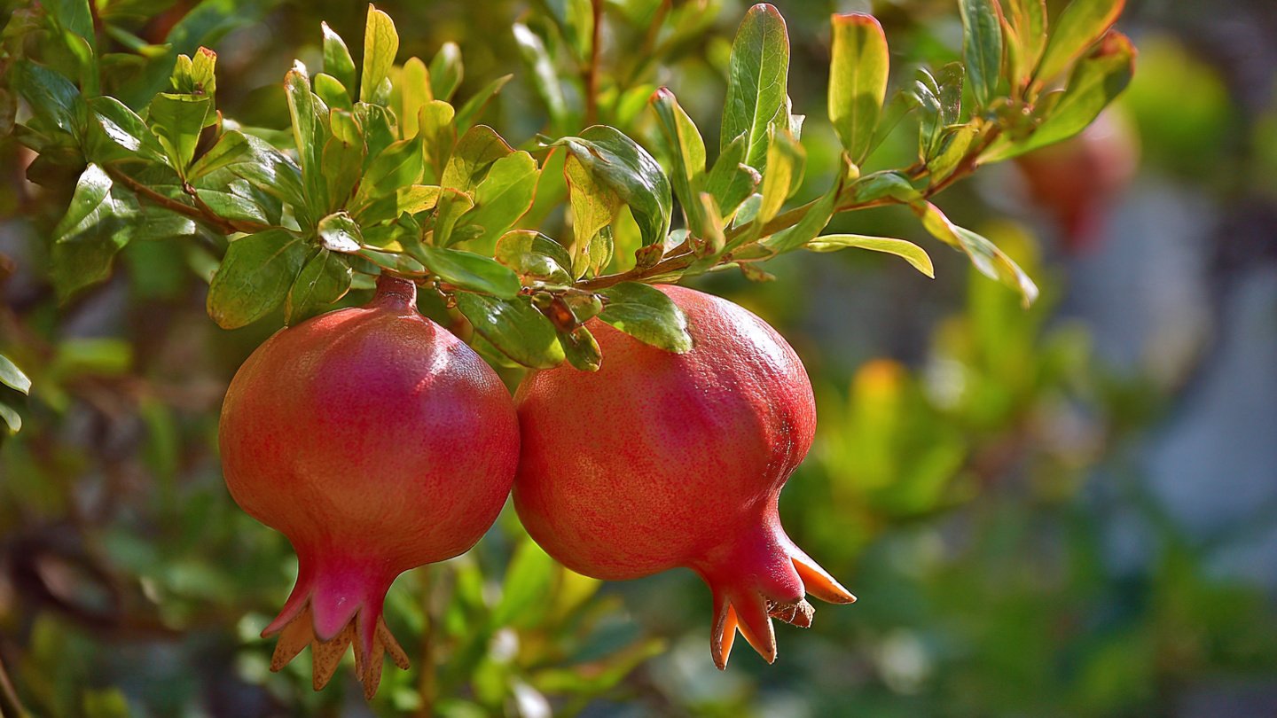 How to Successfully Grow Dwarf Pomegranate Trees in Your Backyard