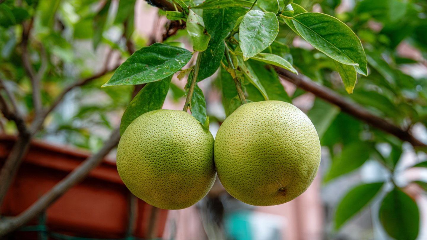 How to Successfully Grow Pomelos in Container Gardens for a Bountiful Harvest