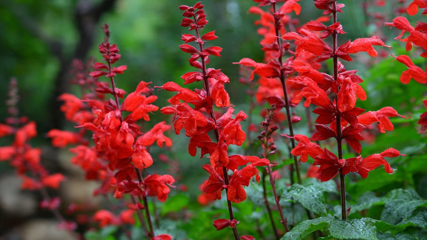 How to Successfully Grow Beautiful Red Salvia Flowers in Your Home Garden