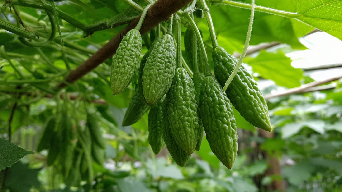 How to Successfully Grow Vertical Bitter Gourd at Home: A Step-by-Step Guide