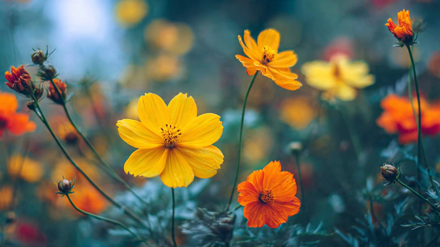 Discovering Effective Techniques for Growing Vibrant China Aster Flowers in Your Garden for Maximum Blooming Success