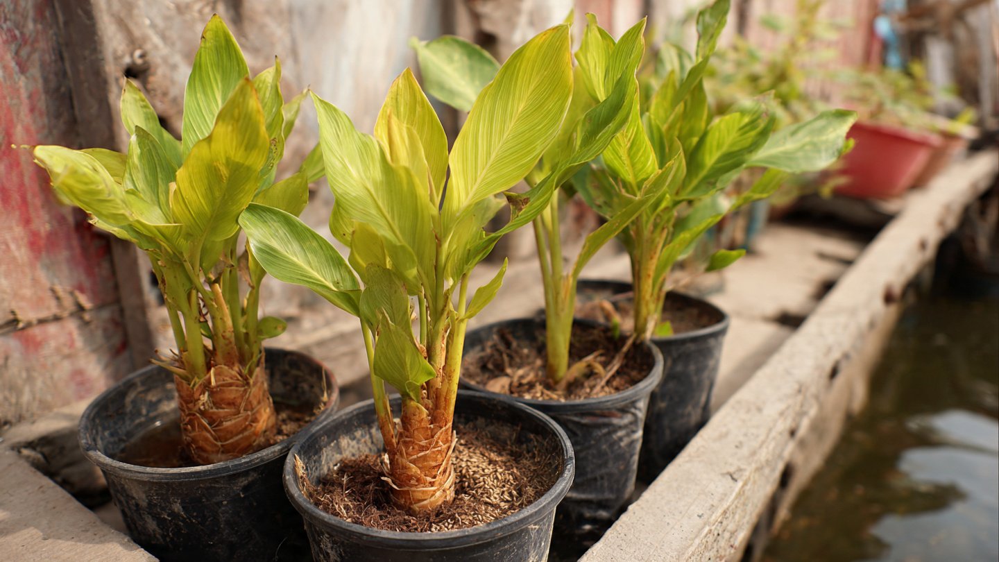 Best Practices for Growing Turmeric in Containers to Maximize Yield
