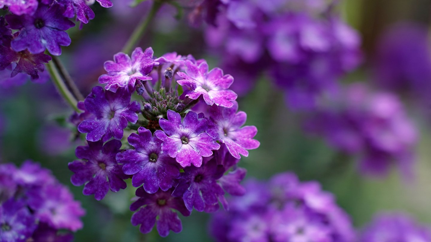 A Comprehensive Guide to Growing Verbena Hybrid Flowers in Your Home Garden