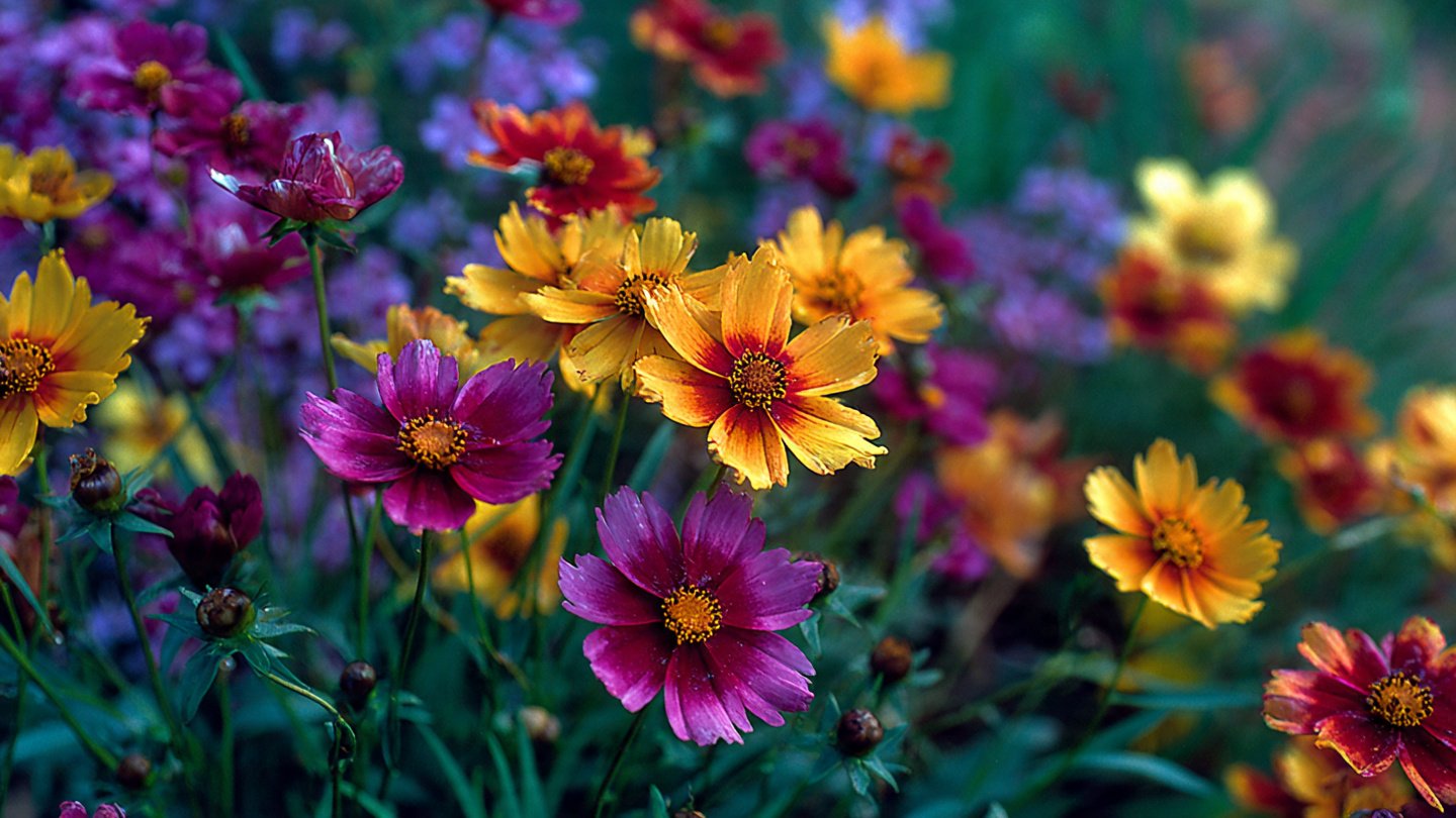 Easy Steps to Successfully Grow Dwarf Coreopsis for Vibrant Garden Blooms