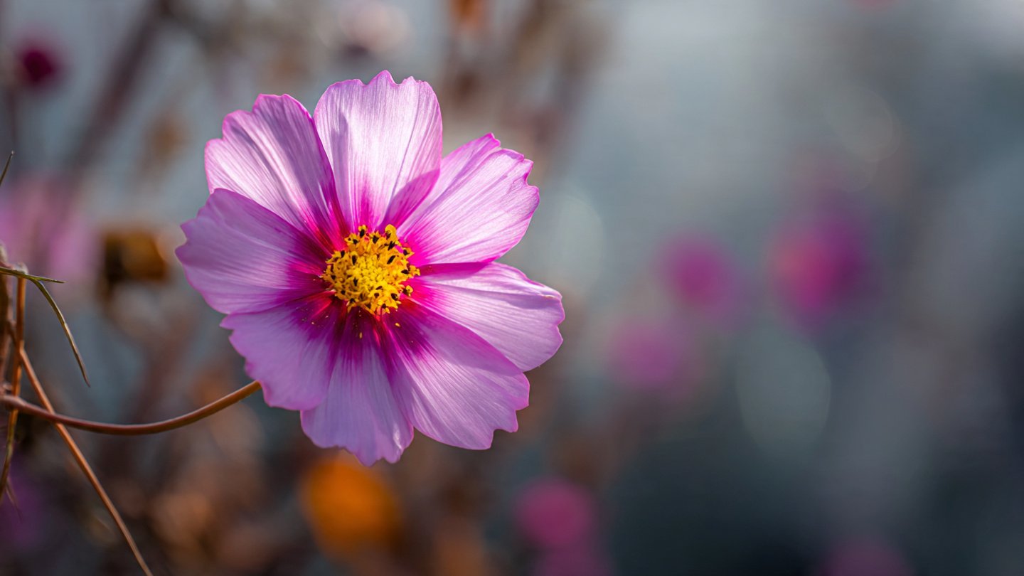 How to Care for Your Winter Cosmos Flower: The Ultimate Maintenance Guide