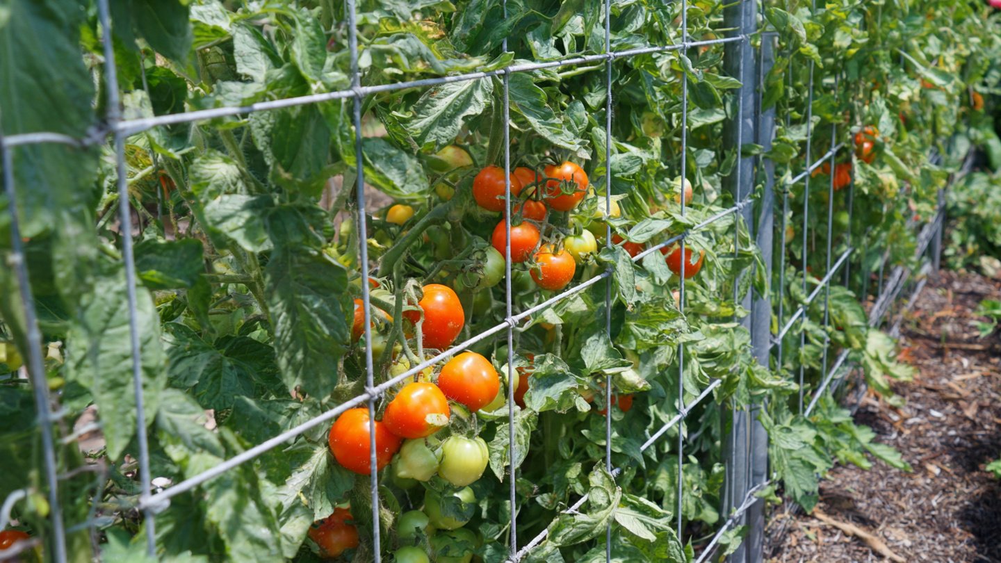 How Can You Create a Vertical Tomato Garden Using a Cattle Panel Frame?