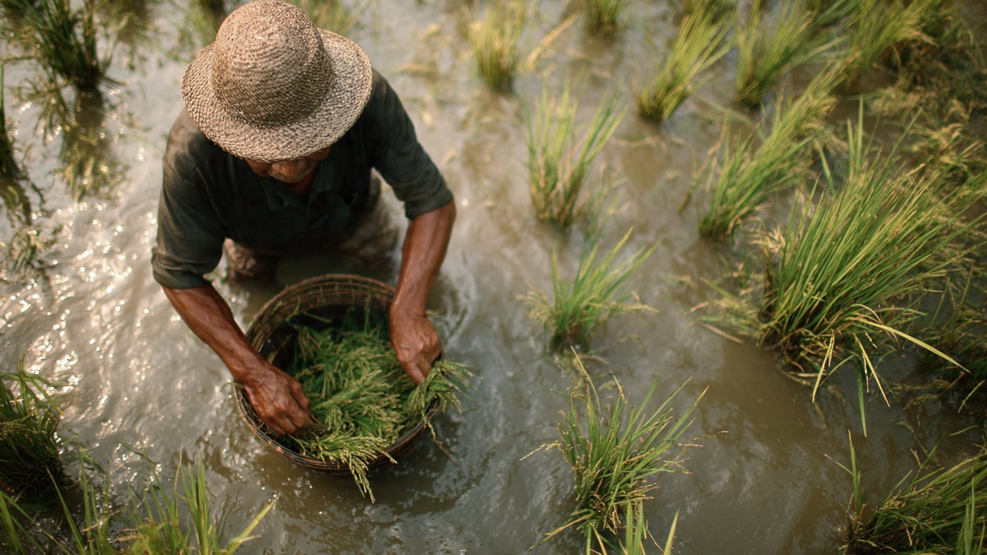 How to Grow Rice in a Bucket