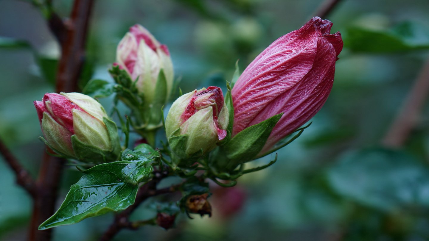 Why Do Your Hibiscus Buds Fall Off Before Blooming?