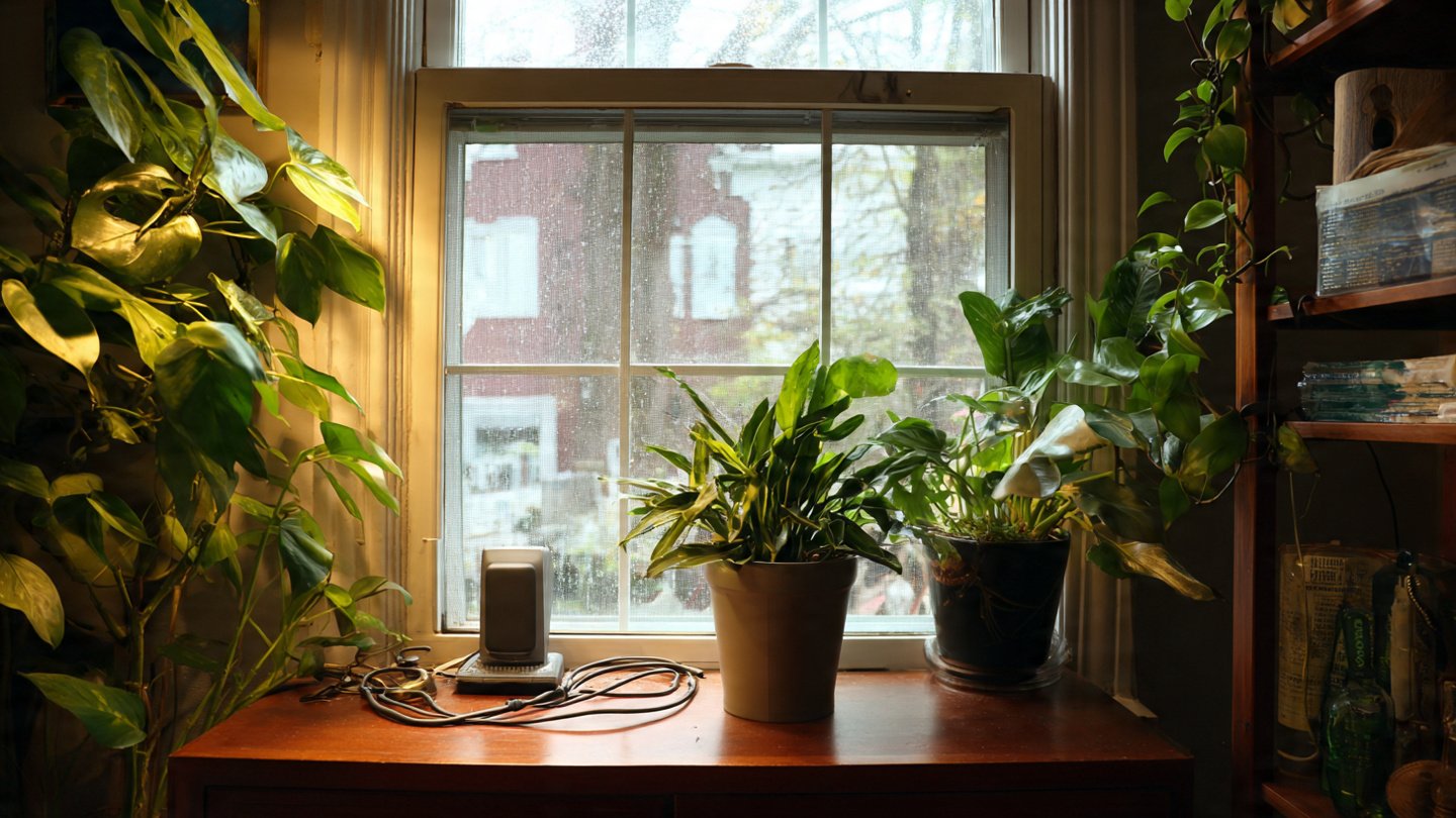 How Can Houseplants Hide Unsightly Cords and Electronics Indoors?