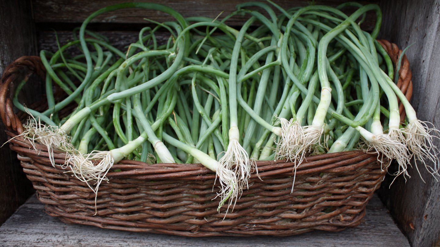 How Can You Master the Art of Growing Perfect Garlic Scapes?