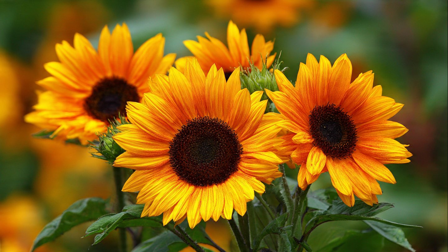 How Planting Sunflowers Attracts Birds to Your Garden