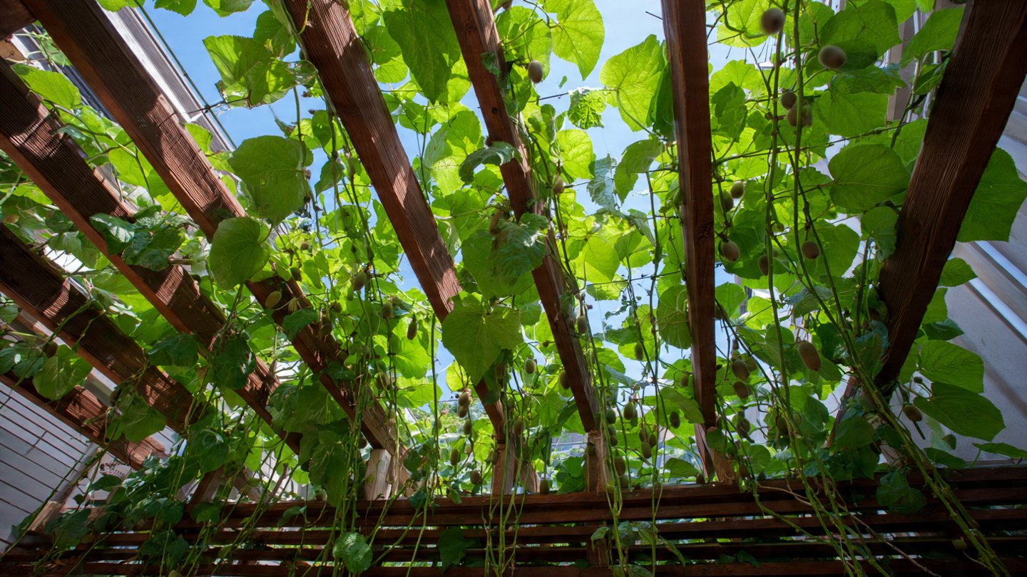 How Can You Successfully Grow a Vertical Garden of Kiwis on a Sturdy Trellis?