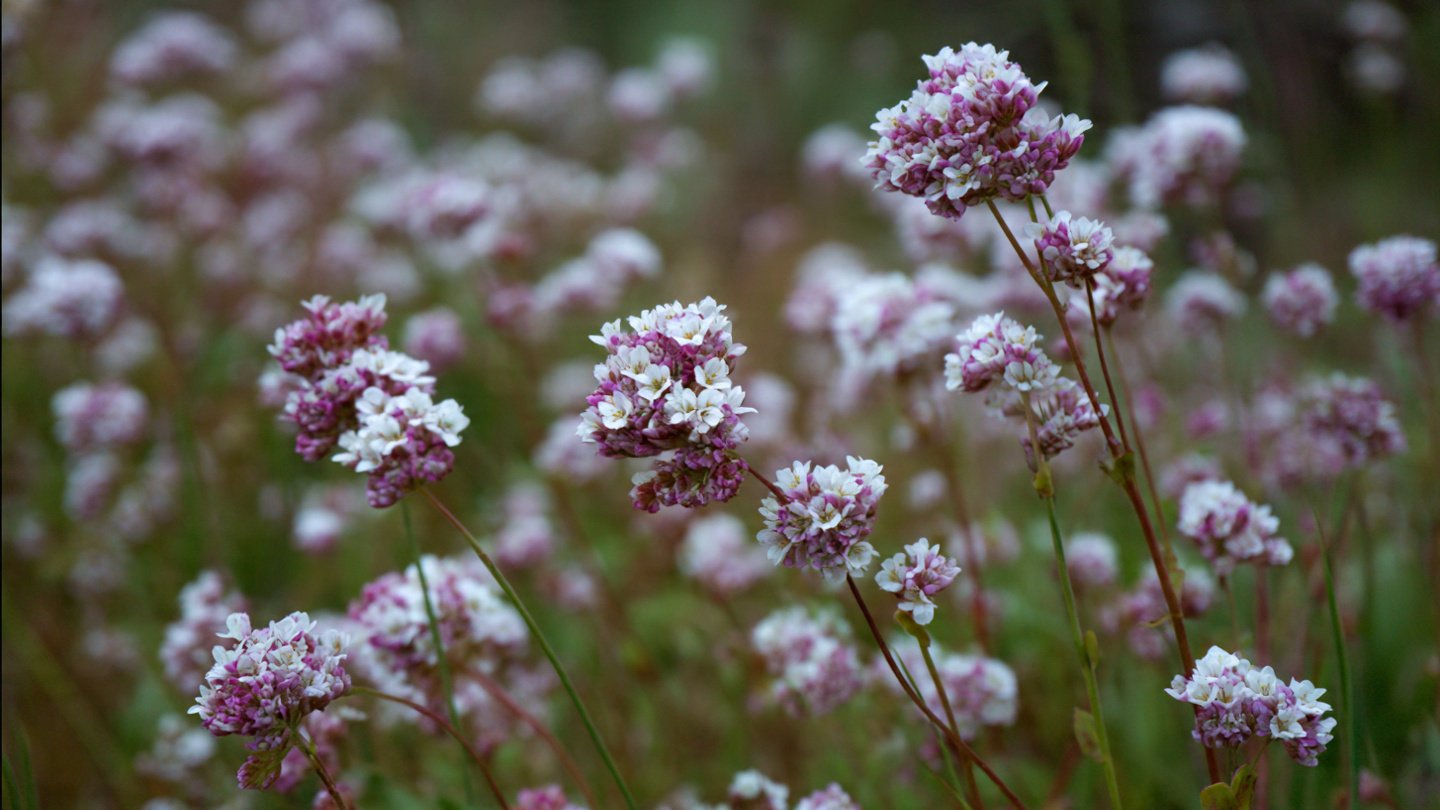How Can You Successfully Grow Buckwheat as a Cover Crop?