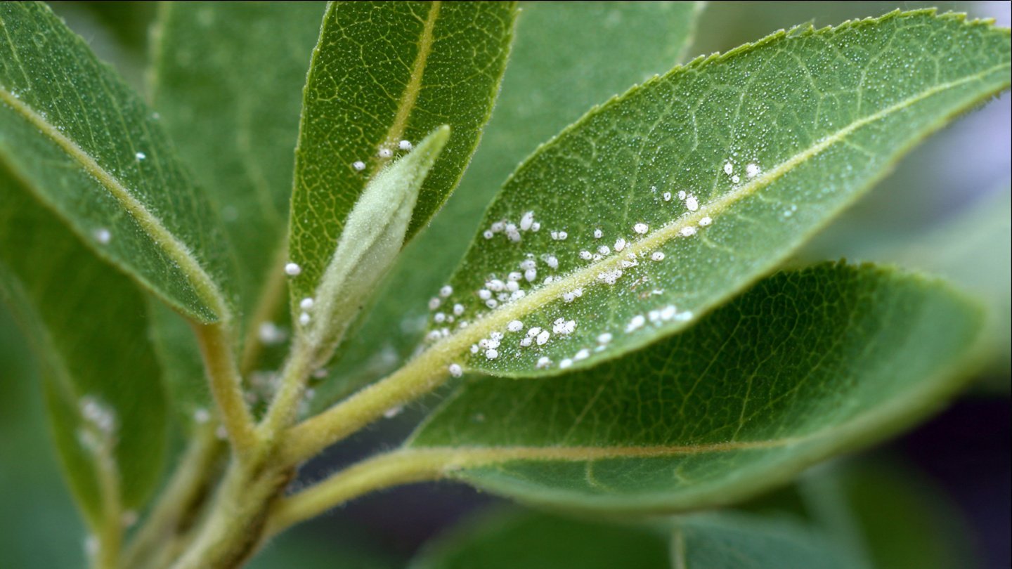 Tiny White Spots on Leaves? How to Identify Spider Mites Early